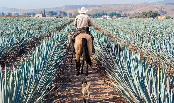 Day trip to Tequila and Tlaquepaque - Custom experience for Amy and Sam