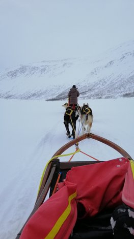 Dog Sledding