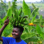 Get a glimpse into Ugandan life on this cultural 10-day tour