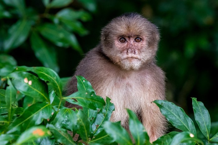 Arrival to Coca, transfer to rainforest lodge, rainforest hike