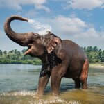 Elephant showering himself in Periyar National Park