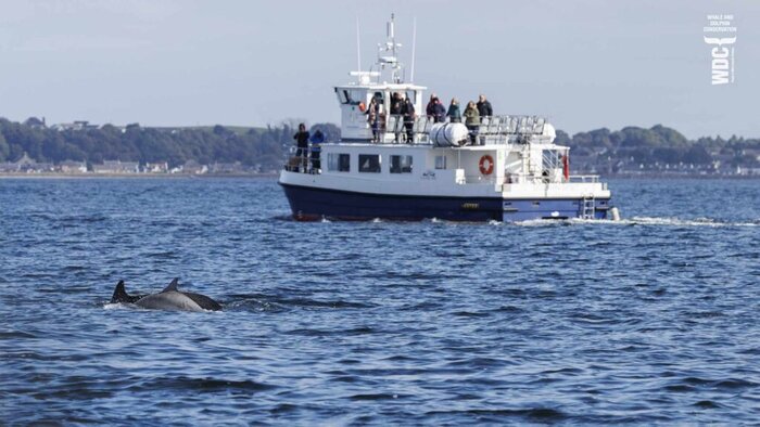 Dolphin Watching Expedition