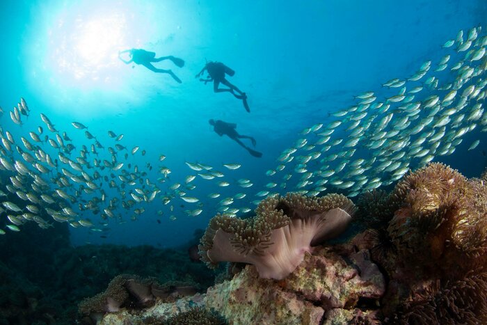 Diving around Koh Tao!