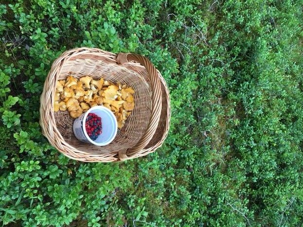 Mushroom and Berry Picking 