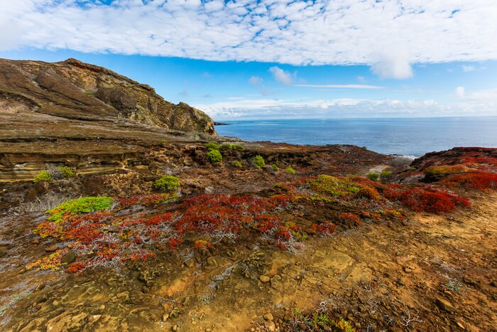 Typical vegetation of the upper part of Punta Pitt, Galapagos