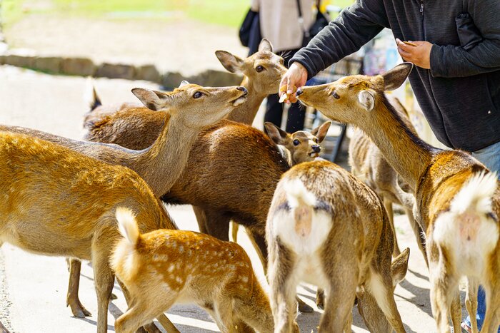 Nara Day Tour from Kyoto