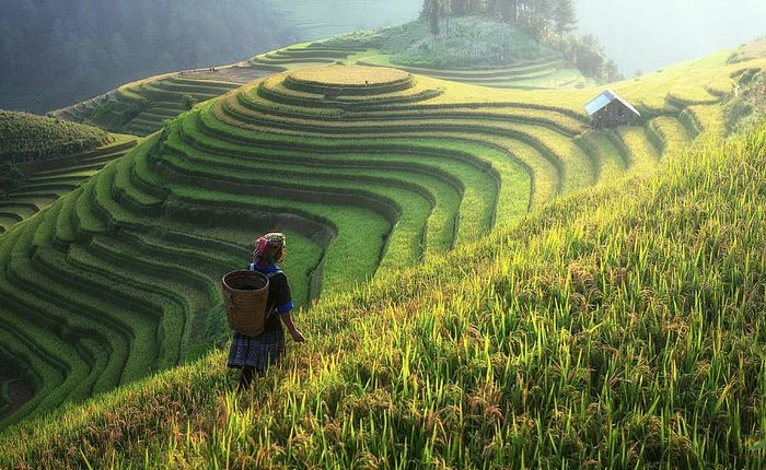 Vietnamese rice terraces