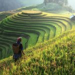 Vietnamese rice terraces