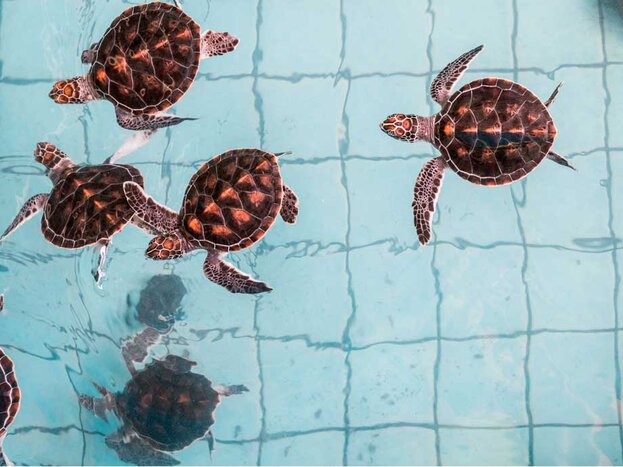 Khao Lak Safari – with Elephant bathing