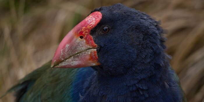 Zealandia Twilight Tour