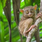 Discover the very timid tarsier on Bohol, the Philippines