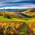 Beaujolais region