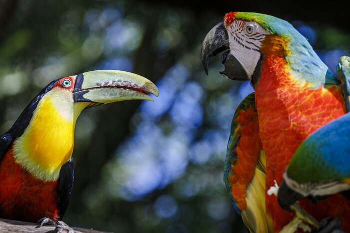 Spot colorful toucans and macaws on a wildlife hike