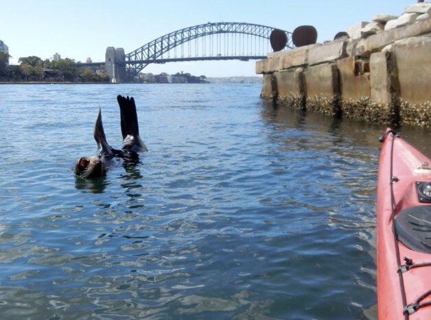 Kayaking Sydney Harbour & Goat Island