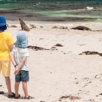 Spot wildlife on Australia's beaches