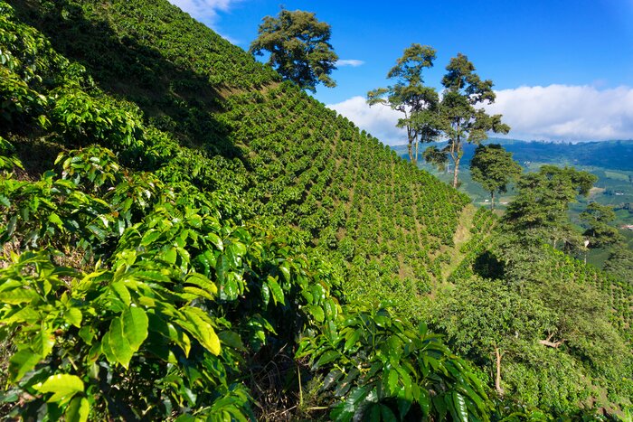 Break up your city sightseeing with quality time in Colombia's lush coffee region