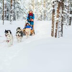 Dog sled through Arctic forests in Lapland