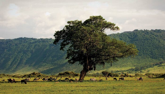Ngorongoro Conservancy & Crater Tour