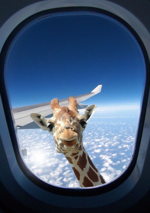 Giraffe saying Goodbye!