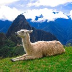 A llama relaxing near Machu Picchu