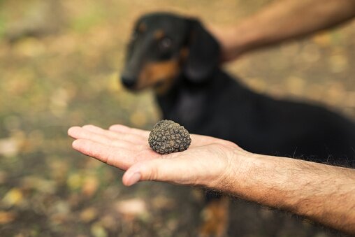 Truffle hunting in Val d'Orcia
