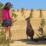 Meet the local fauna at the Pinnacles Desert