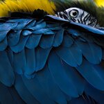 See diverse wildlife, like colorful parrots, during this seven-day excursion in Ecuador