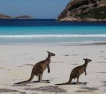 Kangaroo Island in a Day Tour from Adelaide 