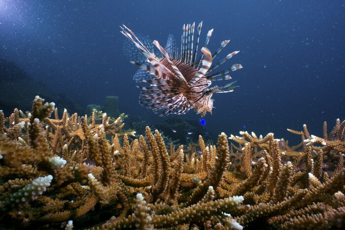 Kota Kinabalu: Snorkelling or Diving in UNESCO Site