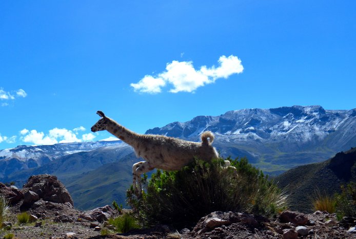Private 02-Days Colca Canyon Tour to Puno 1/2: Quarry & Ancient Paintings