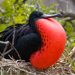See red-bellied frigatebirds on a visit to Las Tijeretas Hill