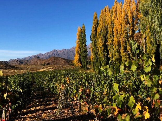 Full-Day Wineries in Uco Valley