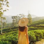 Tour a lush tea plantation and factory in Nuwara Eliya
