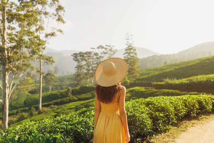 Tour a lush tea plantation and factory in Nuwara Eliya