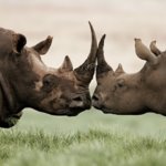 Rhinos in South Africa