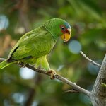 Spot wildlife like white-fronted parrots as you explore Belize