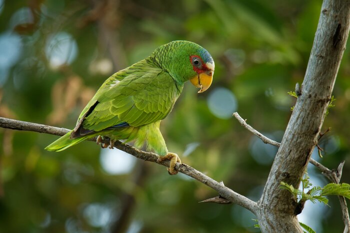 Spot wildlife like white-fronted parrots as you explore Belize