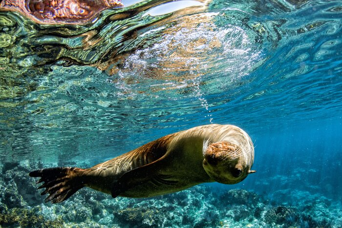 Experience marine life with a number of snorkel excursions (and scuba diving)