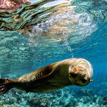 Experience marine life with a number of snorkel excursions (and scuba diving) 