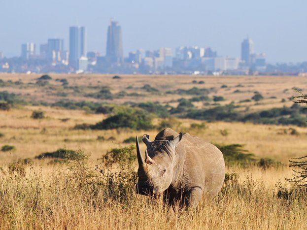 Game drive in Nairobi National Park