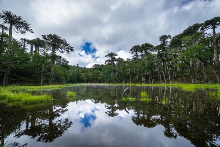 Explore Pucón and Chile's Lake District with a visit to Huerquehue National Park to see ancient Araucaria trees 