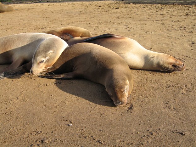 South Plaza - Santa Fe Island