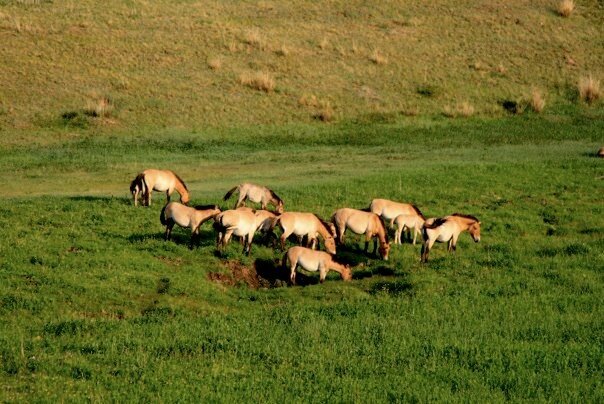 Khustai national park - stopover