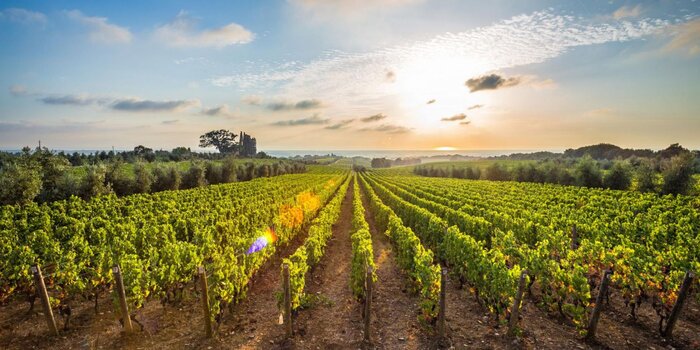 The wines of Nemea tour
