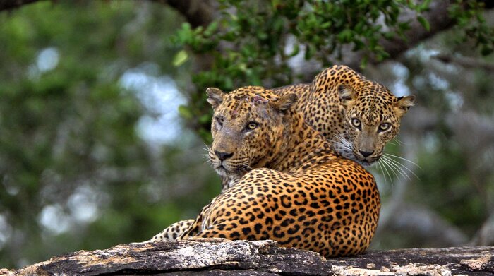 Yala National Park Jeep Safari