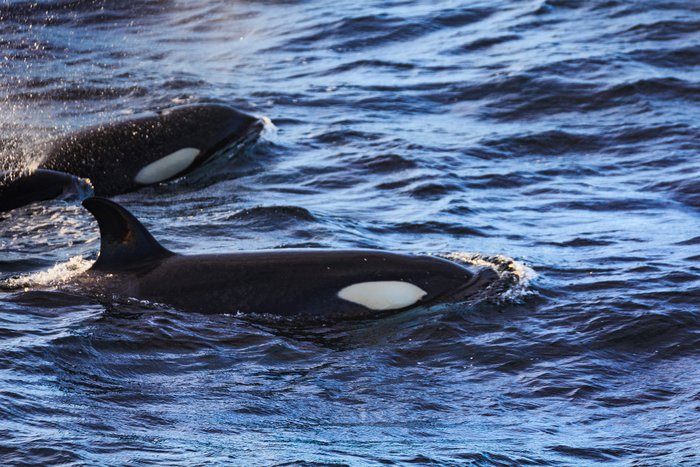 Orca Whales in Andenes, Norway