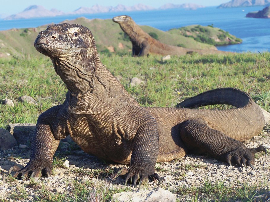 Komodo Dragons