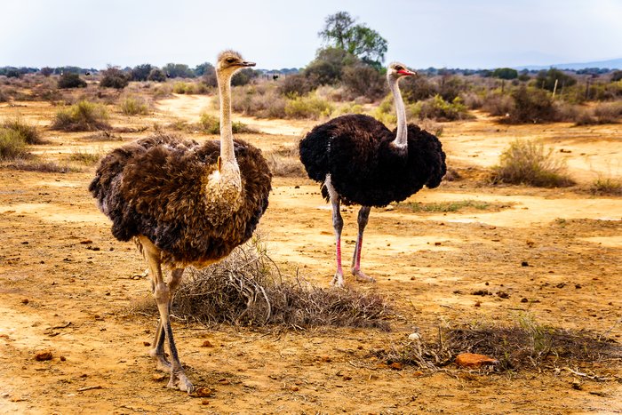 Oudtshoorn, South Africa