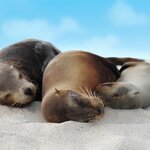 Meet friendly sea lions and snorkel with sea turtles on this family adventure to the Galápagos Islands