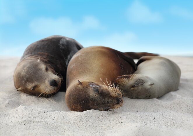 Meet friendly sea lions and snorkel with sea turtles on this family adventure to the Galápagos Islands